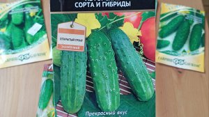 Результат посева огурцов. Горечь в огурцах, отчего это происходит.