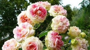 Розы. Удачная зимовка