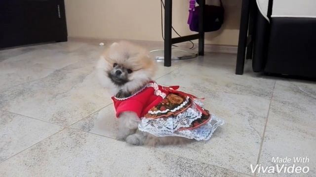 Пуся Пусёнок - сладкий лисёнок