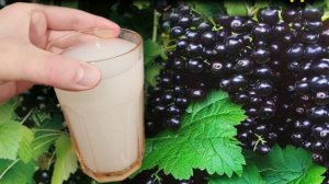 🍇Проверенный способ увеличить урожай смородины в 3 раза!