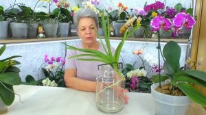 Секреты орхидеи Эсми, Ванда и Мальвина... По следам наших видео. Ответы на вопросы.
