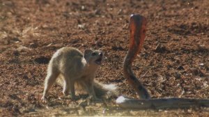 МАНГУСТ ПРОТИВ ЧЕРНОЙ МАМБЫ КТО СИЛЬНЕЕ?