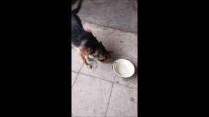 Собака. Овчарка. Том