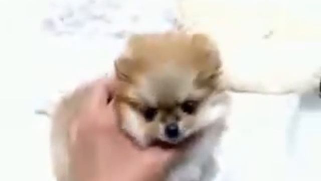 оранжевая смотреть онлайн