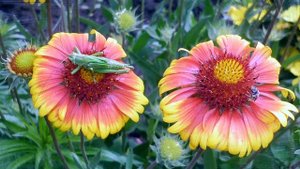 Цветы, цветущие весь сезон Гайлардия