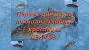 Весенняя рыбалка. 
Ну вот так мы порыбачили!