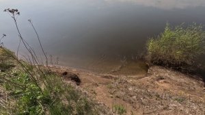 Весенний жерех