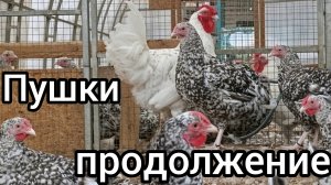Пушкинские куры. Часть 2. И не много Царскосельских.