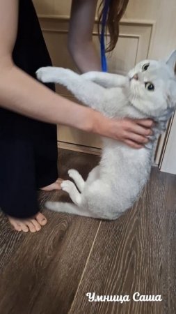 Я и Луна УС😜 Кошечка Куцулька🥰🐈