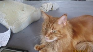 мама кошка Мэйн-кун 2 года полюбила причёсываться