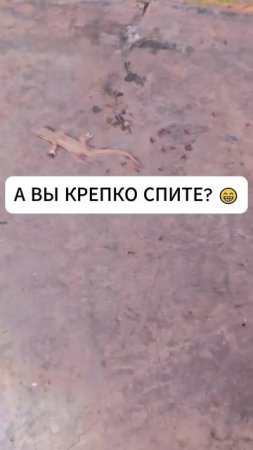 Ящерица настолько крепко спала, что её чуть не утащили муравьи #shorts