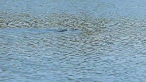 Ахтуба, рыбалка. Встреча со змеей.