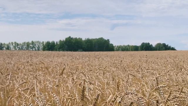 Песня МИРНОГО НЕБА Кирьянов Андрей.