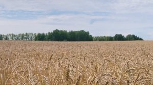 Песня «МИРНОГО НЕБА» Кирьянов Андрей.