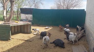 Камерунские козы и вьетнамские поросята в прямом эфире