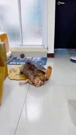 Бойцовский клуб два 🐈🥊🐈