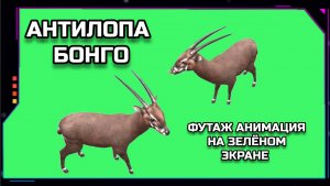 АНТИЛОПА БОНГО видео GREEN SCREEN футаж. ХРОМАКЕЙ АНИМАЦИЯ на зелёном экране.