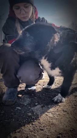 Аля, Алюша...
Собака, которая никогда не была домашней