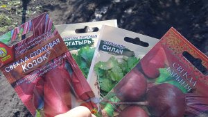 2.5.25г.   Сею СВЕКЛУ  сорта БАРЫНЯ И КОЗАК!!!    Немножко ПЕТРУШКИ и КОРИОНДР!!!   Холодно Ещё!!!