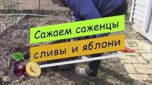Сажаем саженцы сливы и яблони. Привил абрикос. АРХИВНОЕ ВИДЕО АПРЕЛЬ 2022