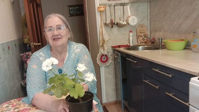 Пеларгония белая/Уход/ И Как размножить