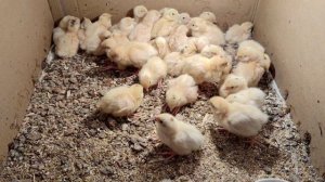 перепелята2