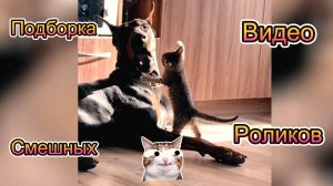 "Рутуб-бургер:Ролики смешные видео😂/#смешно#приколы#смех#ржак