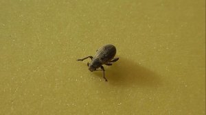 Polydrusus confluens