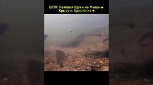 Реакция щуки на мышь, крысу, цыпленка