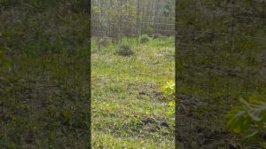 Иевлево, Богородицк, Тульская обл.,Нутриевая ферма.