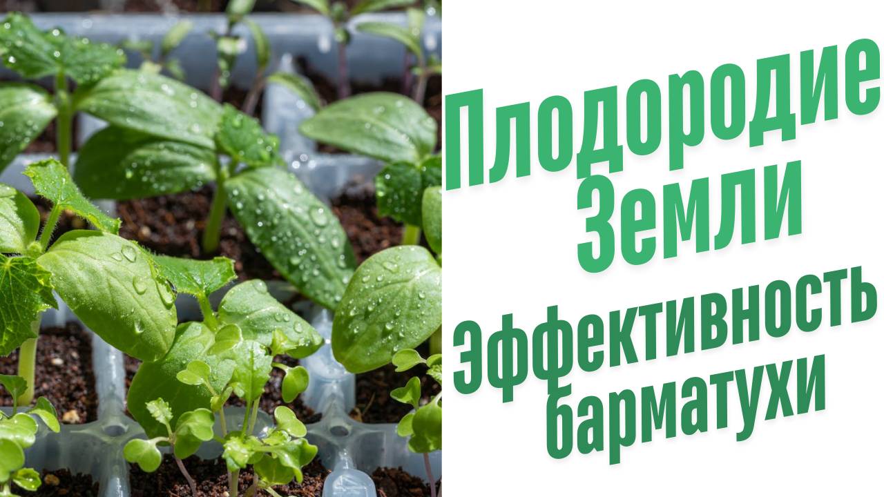 Рассада весной в теплице.