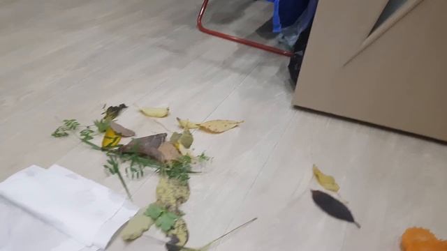 Обучающий мультик ребёнок собирает гербарий. Осенее настроение. Гербарий смотреть онлайн