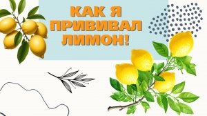 Как я делаю прививки на лимоны!!