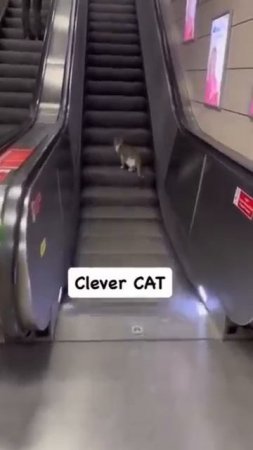 Улыбнитесь😺🤣
