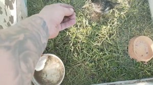 УТОЧКИ И ЦЫПЛЯТА.