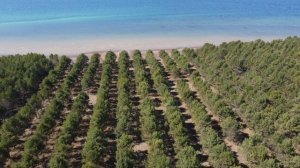 Бутырки_участок