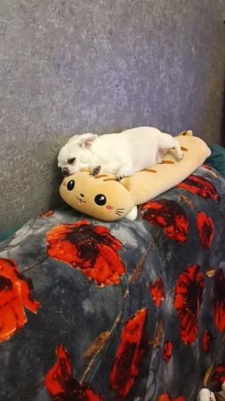 Взгромоздилась милота.