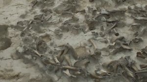 Археологический музей в Костёнках