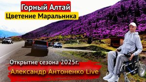 Поездка в горный Алтай. Цветение маральника, открытие сезона