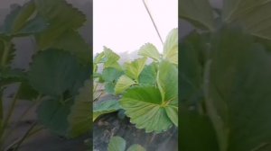 чудо аппарат