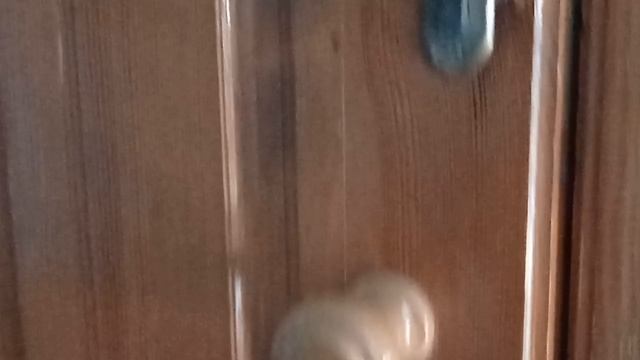 video5240434144973973974