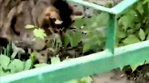 Битва кошки и змеи