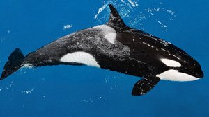 Трейлер Второй Освободите Вили!