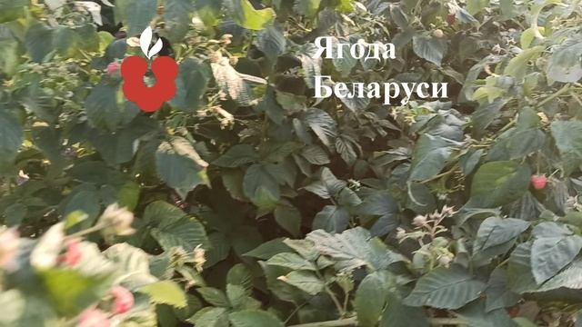 Купить саженцы малины в питомнике. Саженцы ремонтантной малины и летней малины - Ягода Беларуси