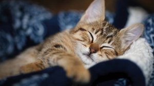 Котосессия