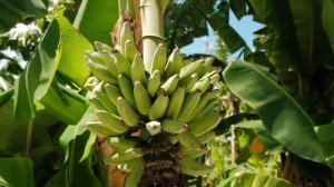 KidsBox_Level1_Unit12_CLIL_video