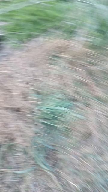 Нашёл гнездо фазана! смотреть онлайн