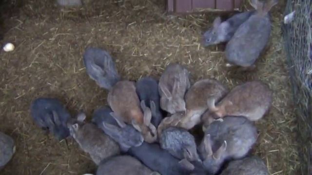 Прикол с кроликами забавные кролики