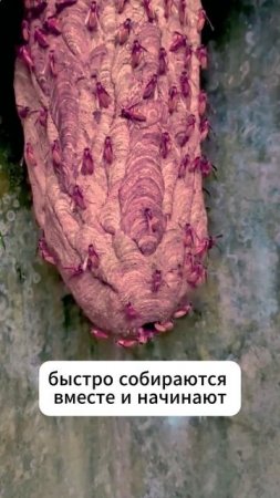Почему перепончатокрылые нападают толпой? #shorts