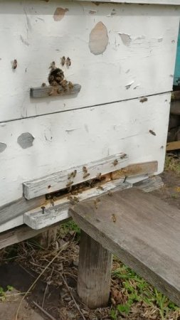 Пчелы несут нектар и пыльцу
